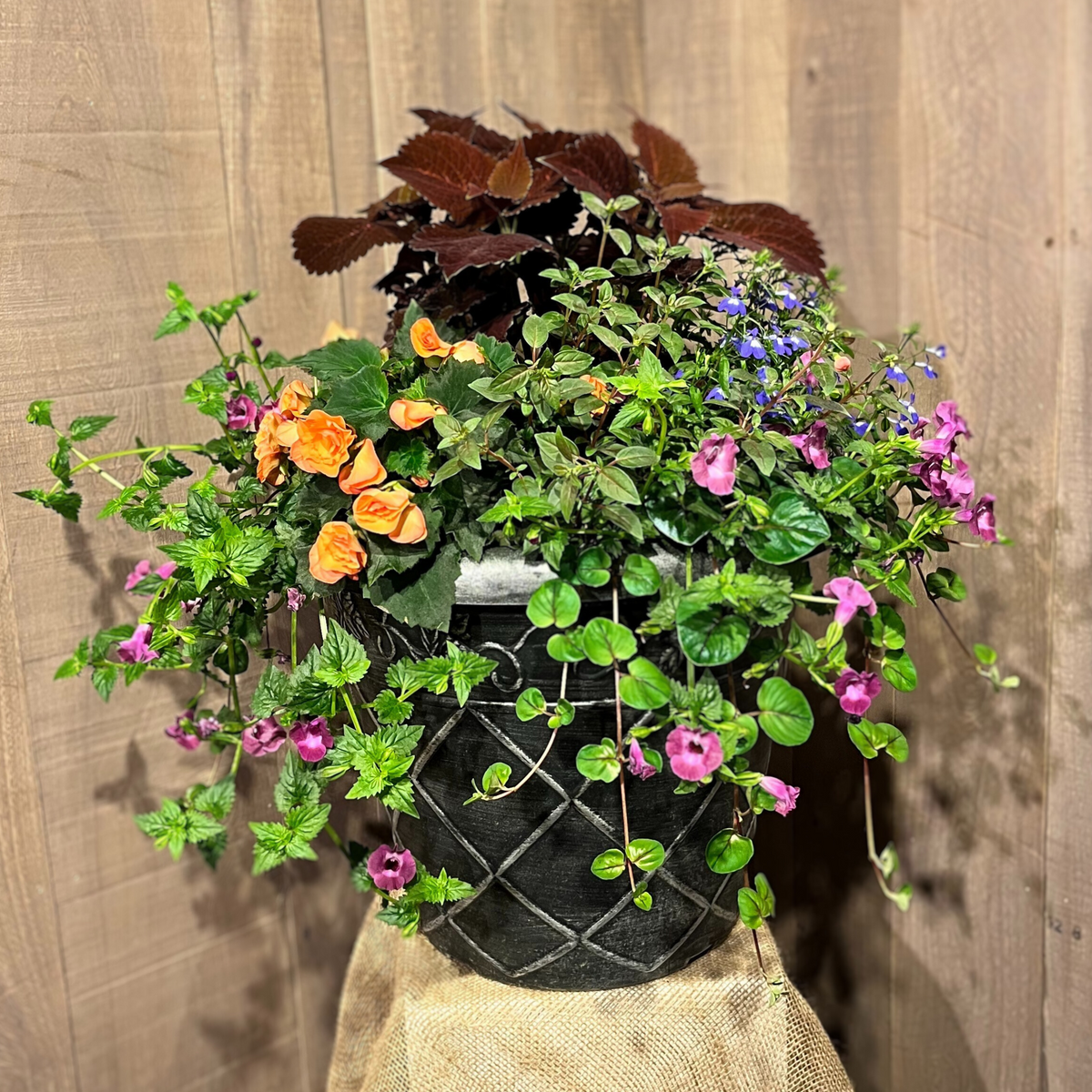 Annuals Combo Pot for Shade