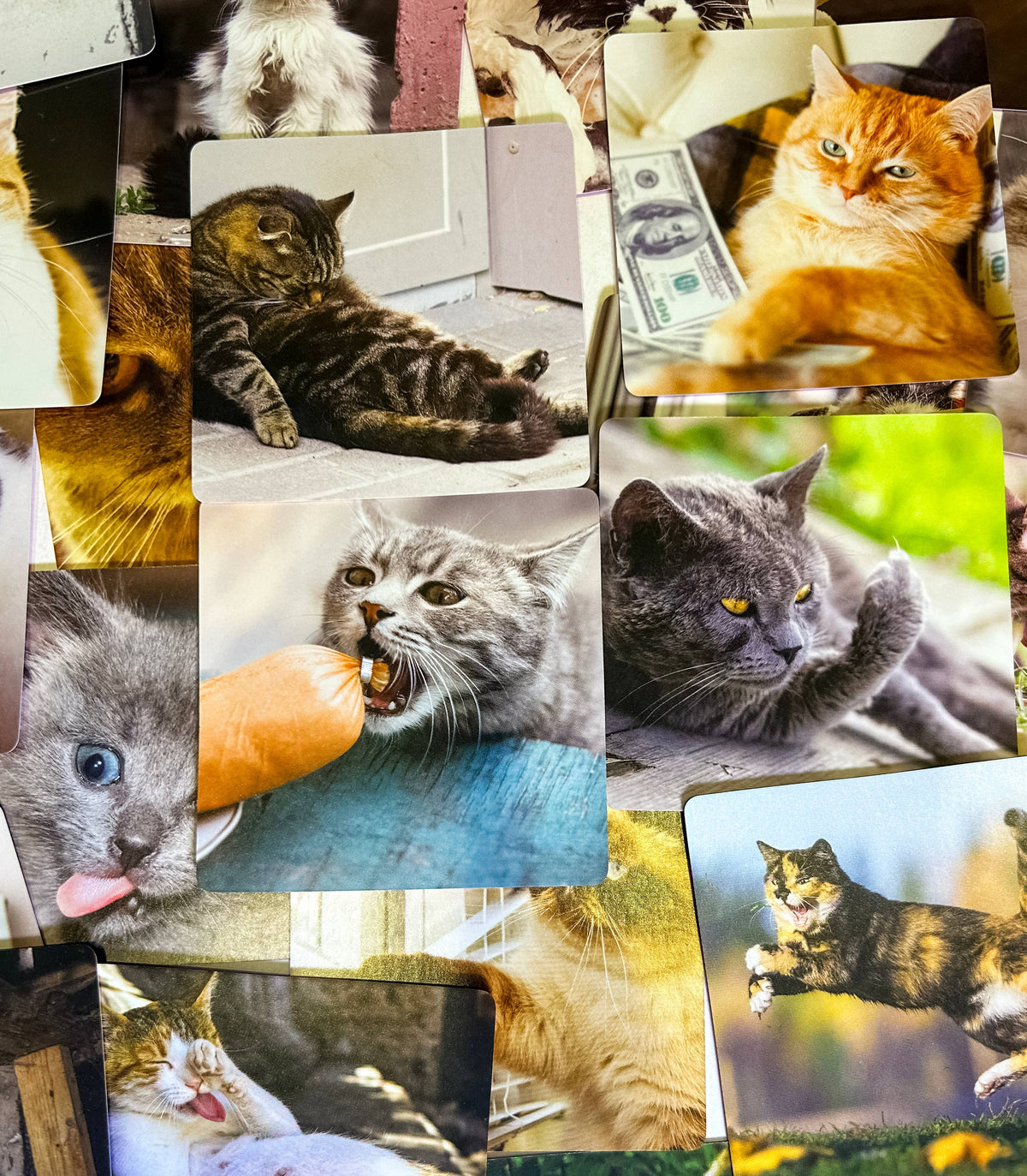 BAD KITTY: The PURRRRRFECT Party Game + After Dark Expansion