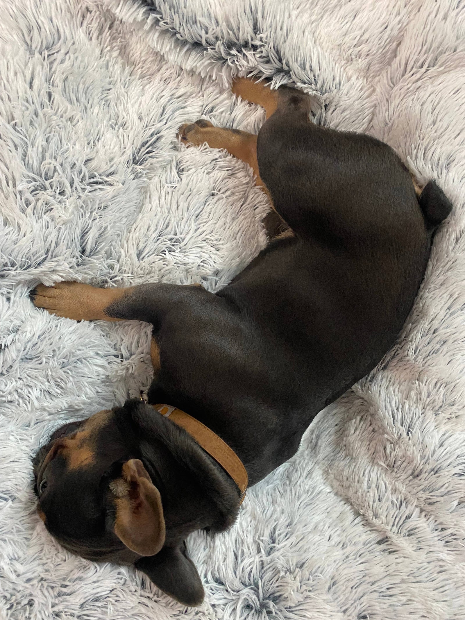 Tall Tails Grey Waterproof Dog Blanket - 40" X 60"