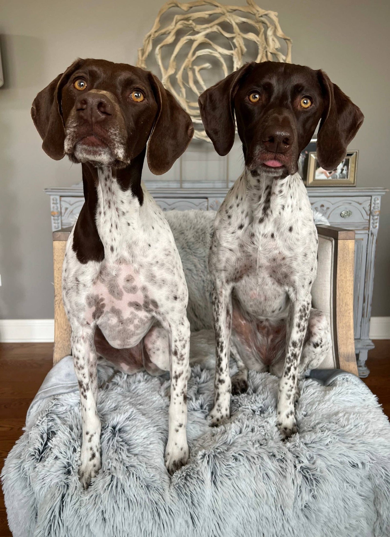 Tall Tails Grey Waterproof Dog Blanket - 40" X 60"