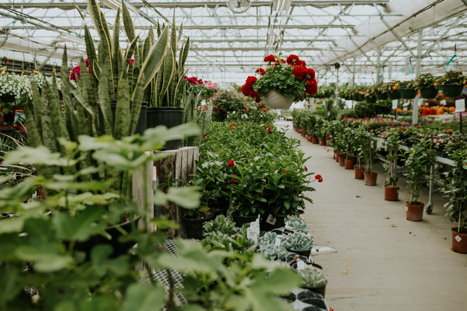 Garden Center Lowe s Greenhouse