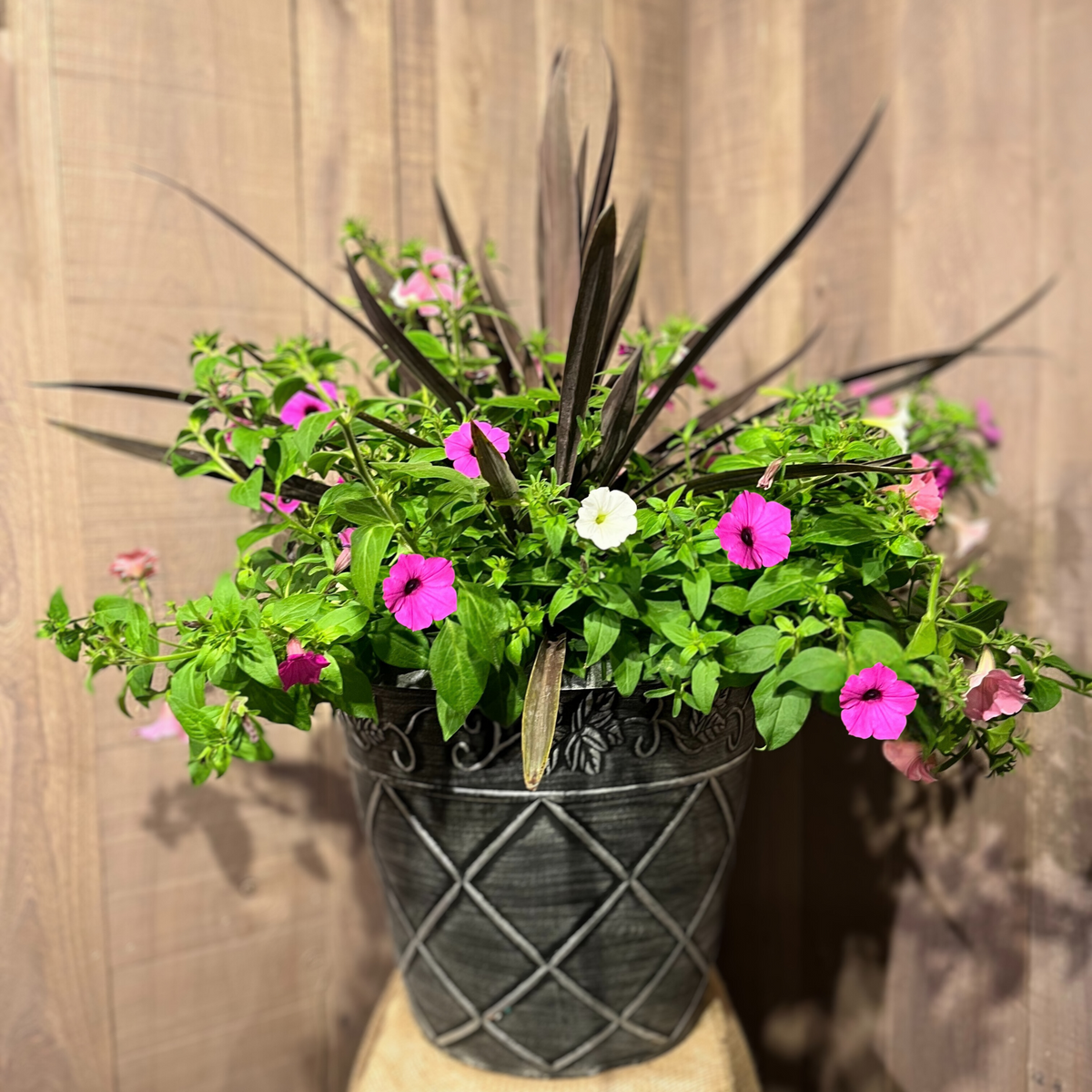 Annuals Combo Pot for Sun