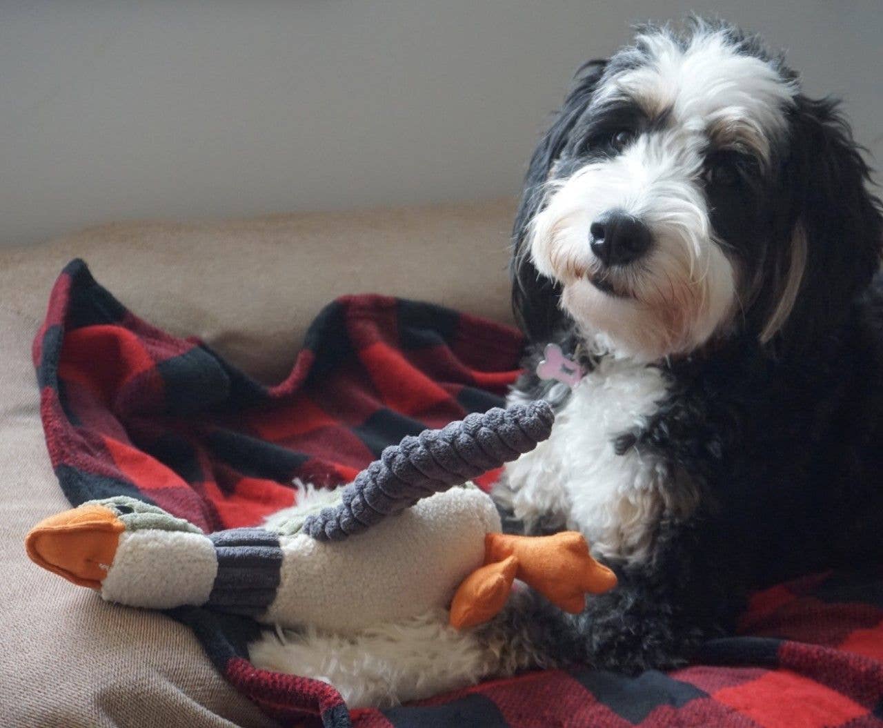Tall Tails Plush Duck Squeaker Toy - 12"
