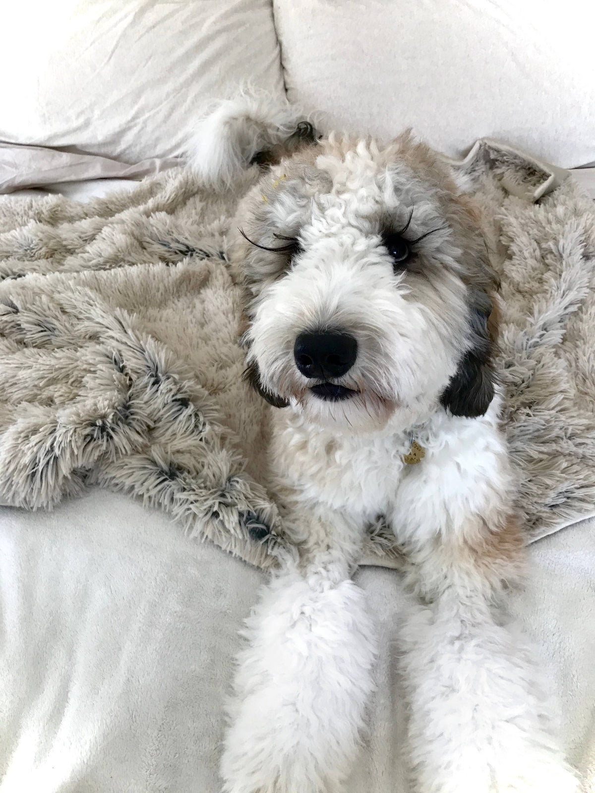 Tall Tails Khaki Waterproof Dog Blanket - 40" X 60"