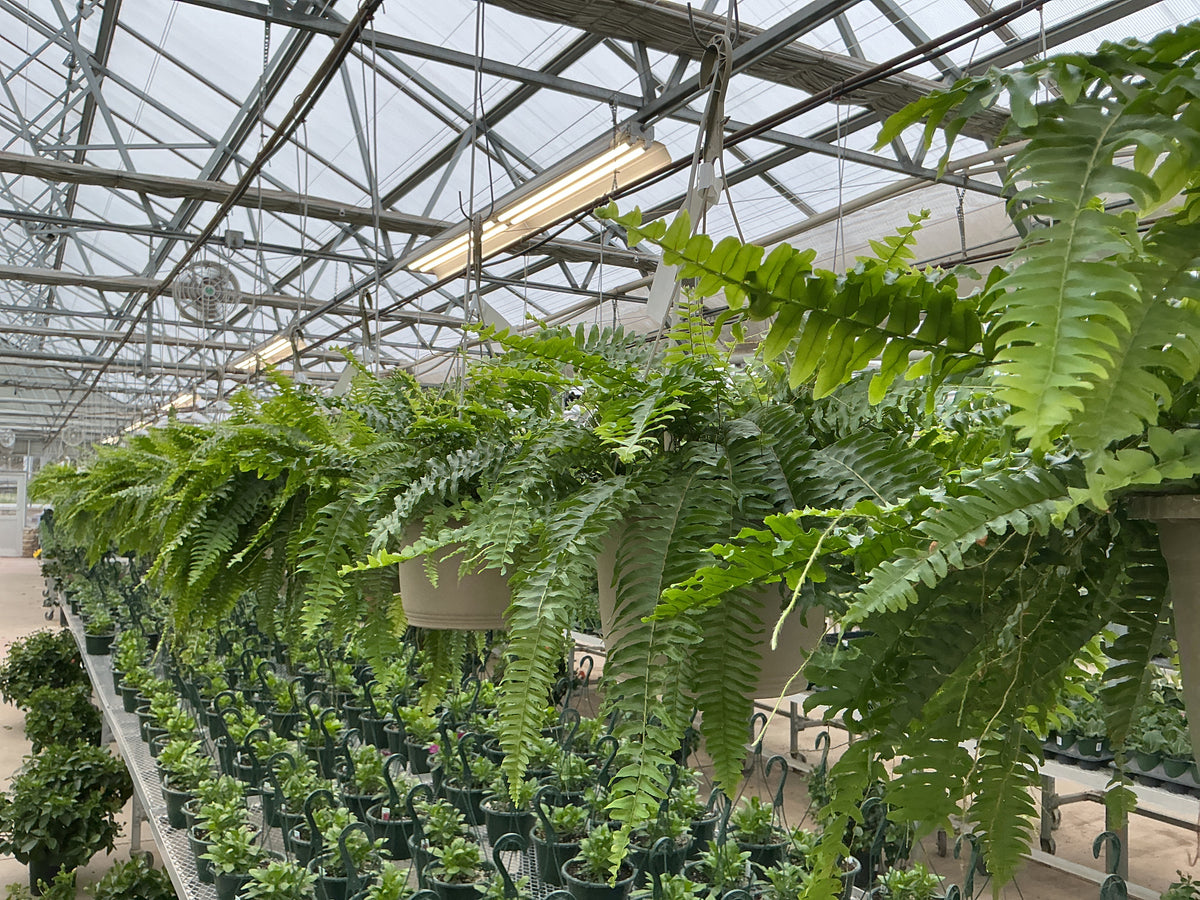 LG 10" Boston Fern HB