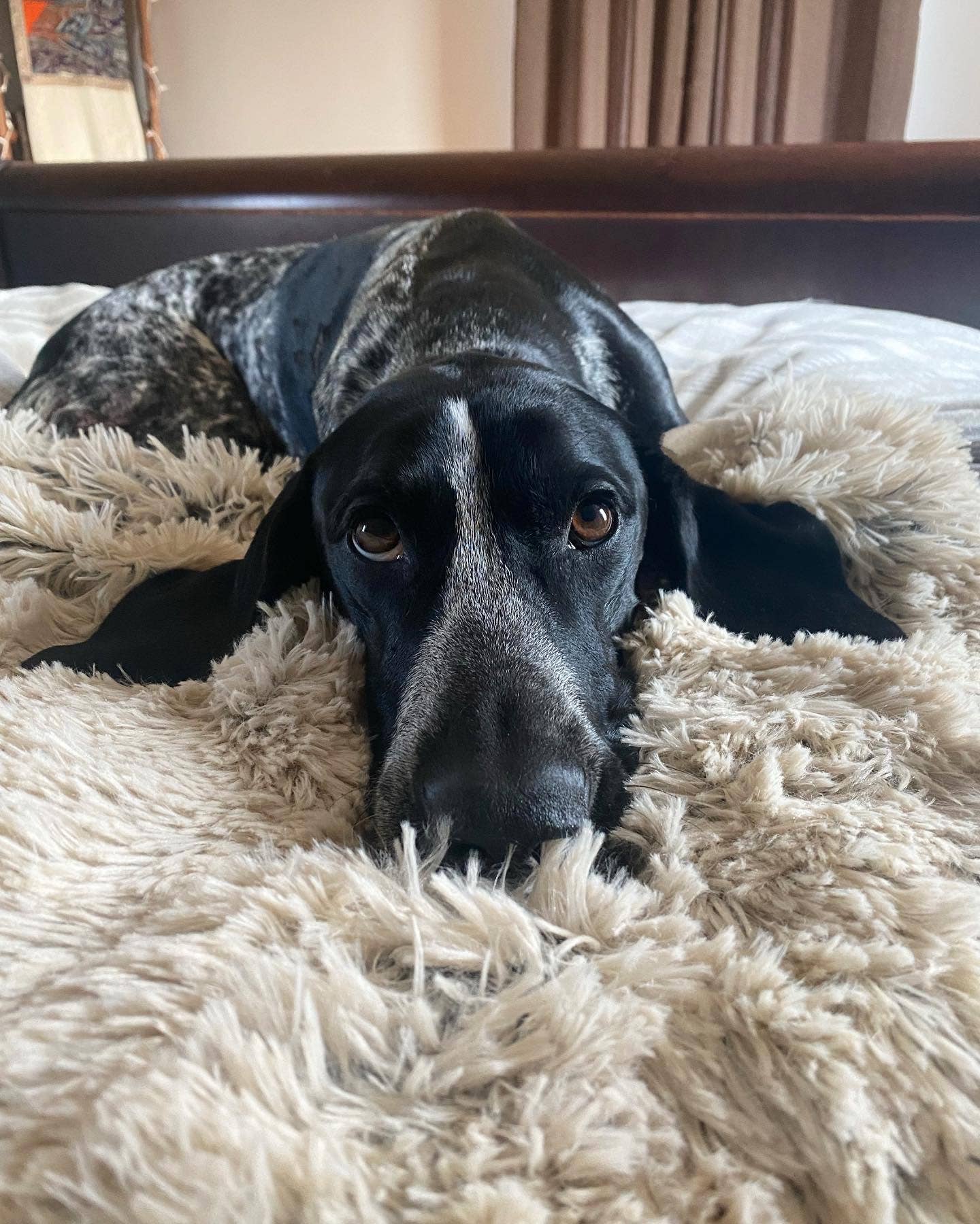 Tall Tails Khaki Waterproof Dog Blanket - 40" X 60"