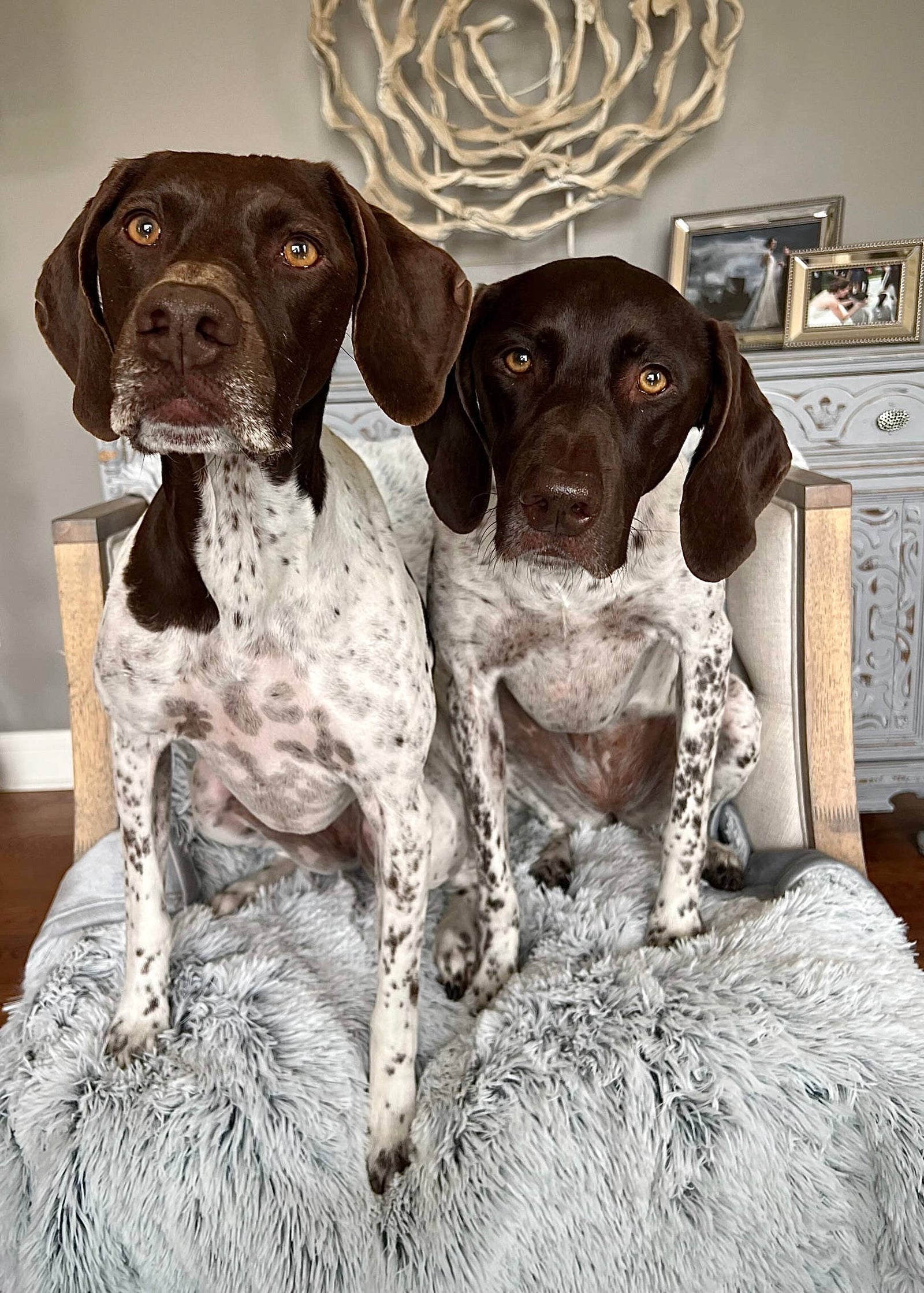 Tall Tails Grey Waterproof Dog Blanket - 40" X 60"