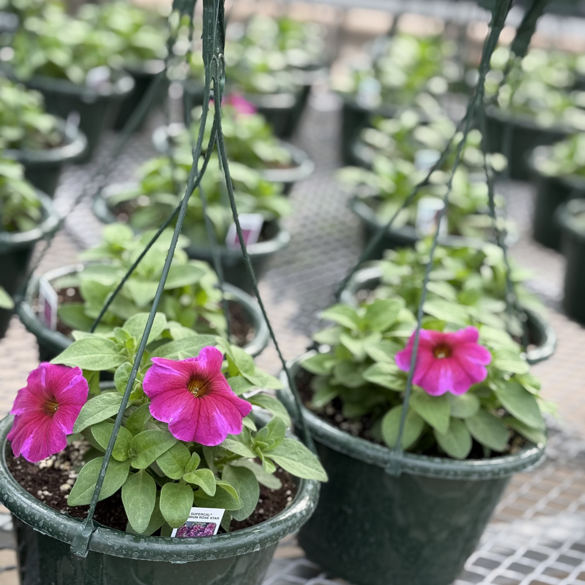 LG 8” Hanging Basket