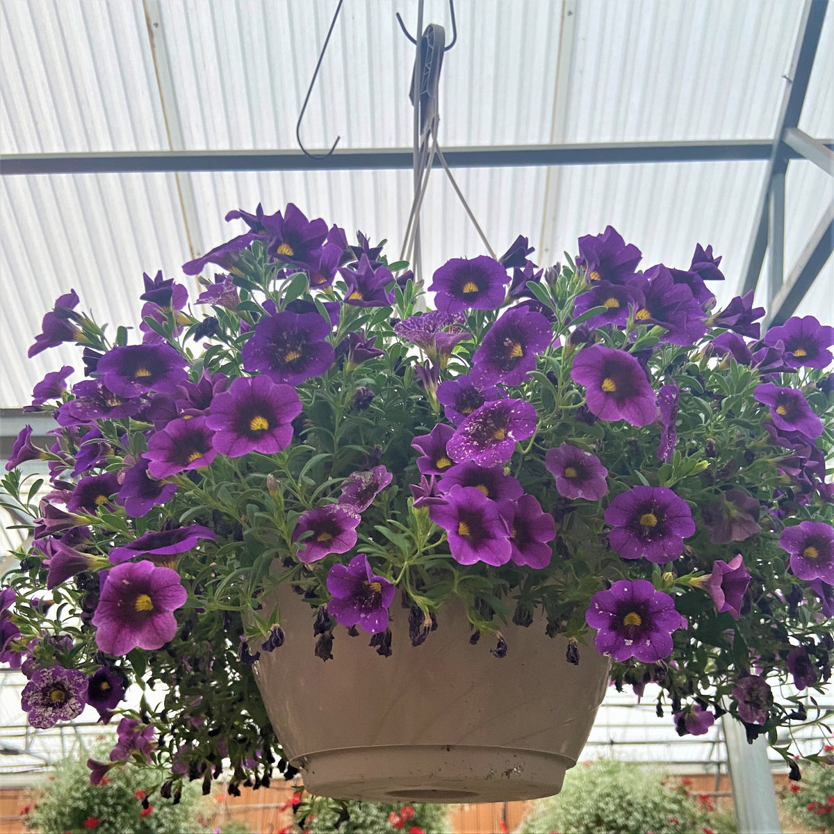 LG Hanging Basket 12"