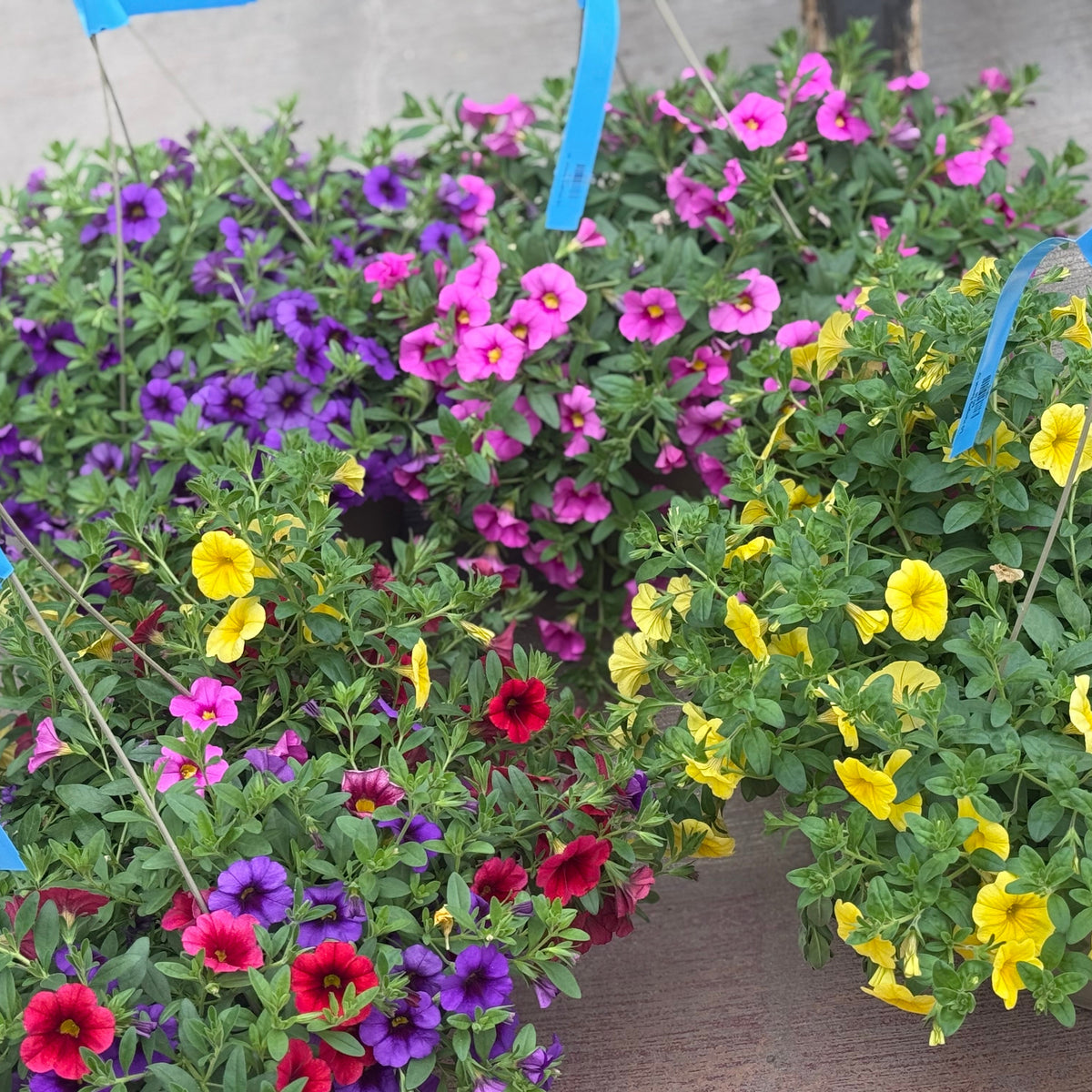 LG Hanging Basket 10"