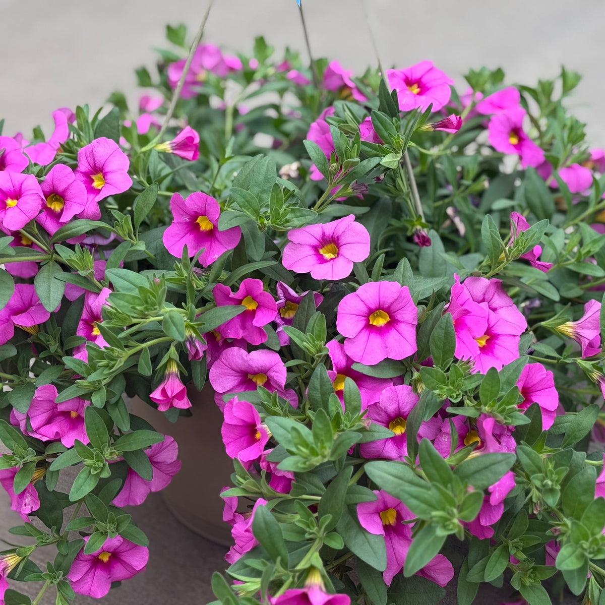 LG Hanging Basket 10"