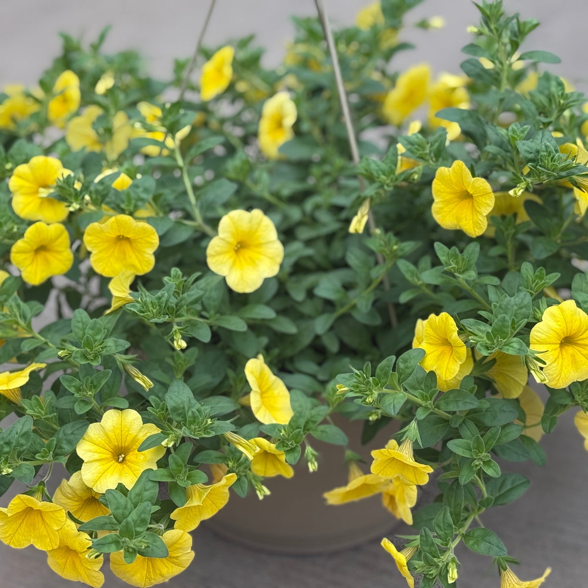 LG Hanging Basket 10"