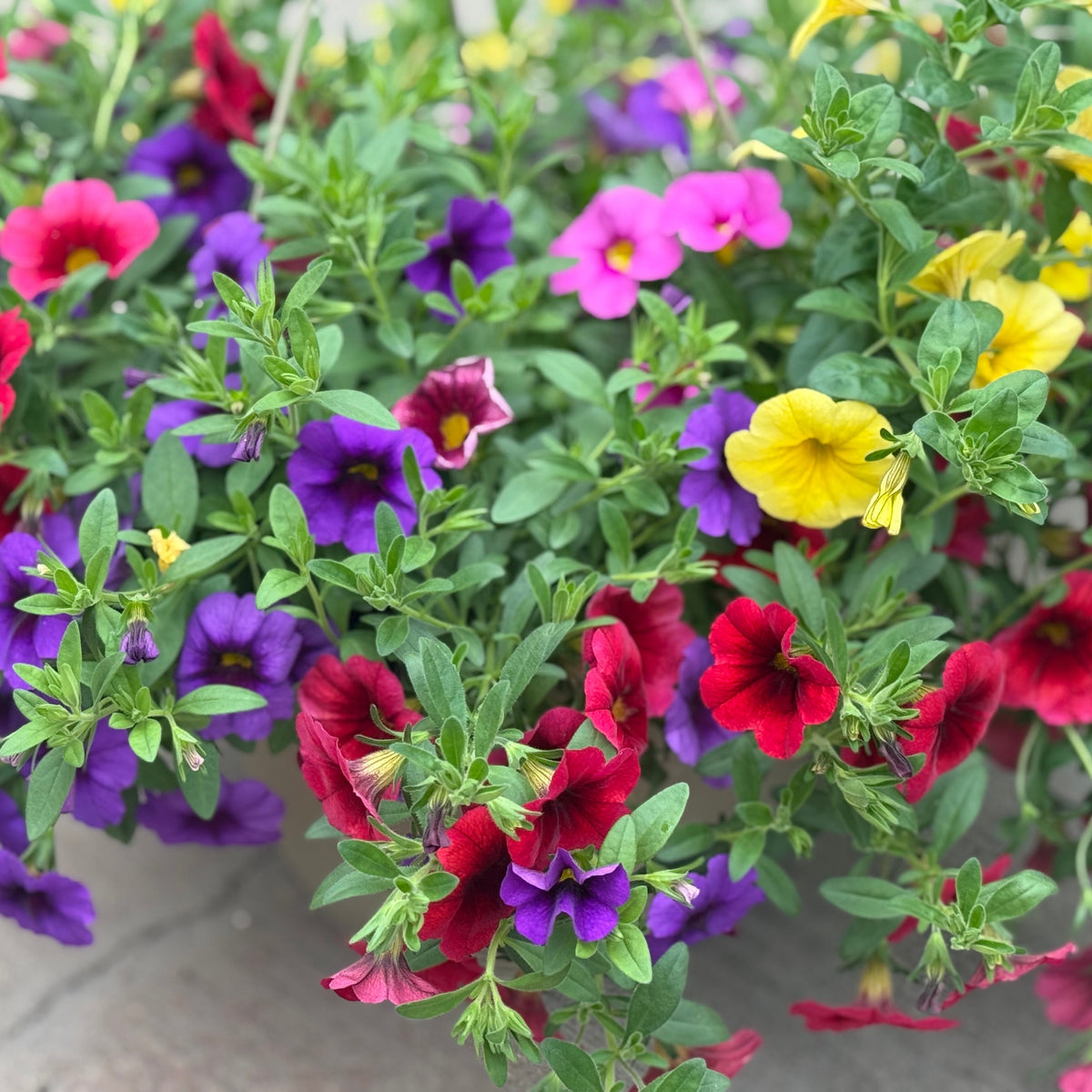 LG Hanging Basket 10"
