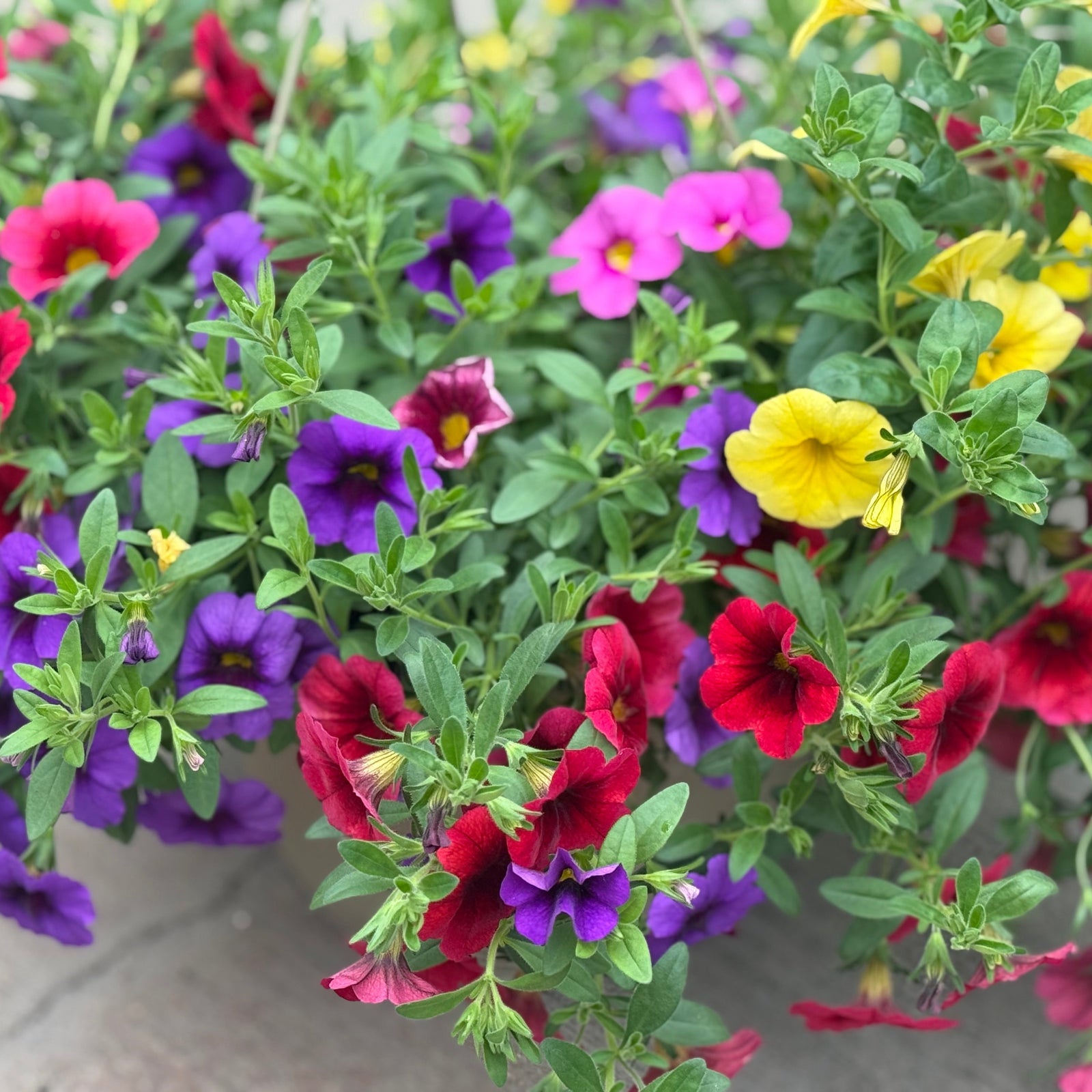 LG Hanging Basket 10"