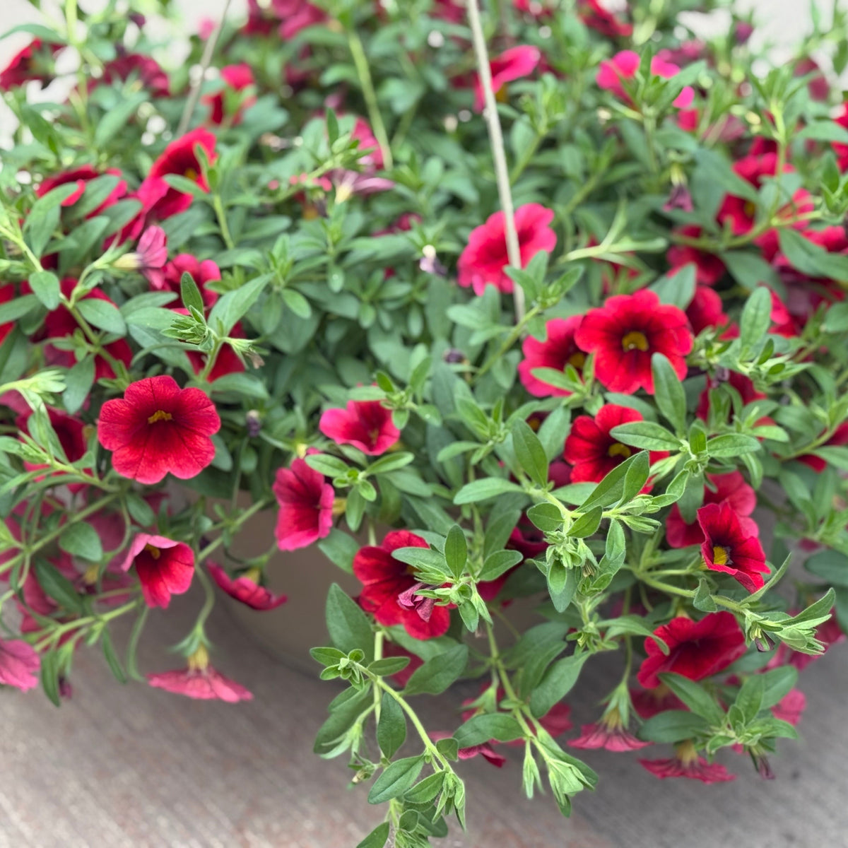 LG Hanging Basket 10"
