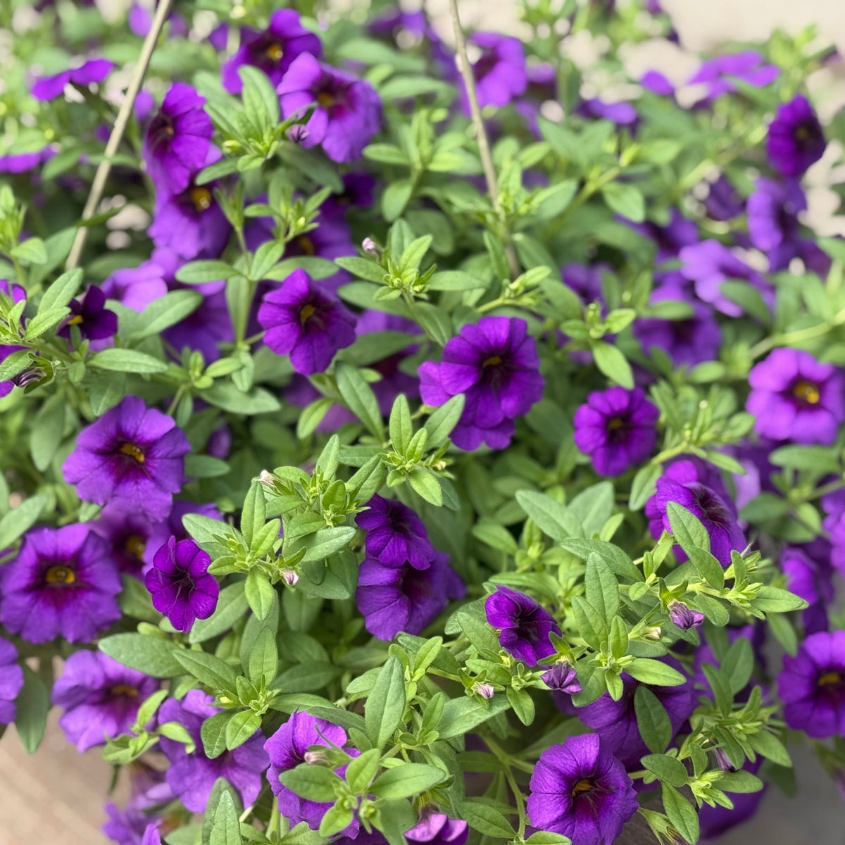LG Hanging Basket 10"
