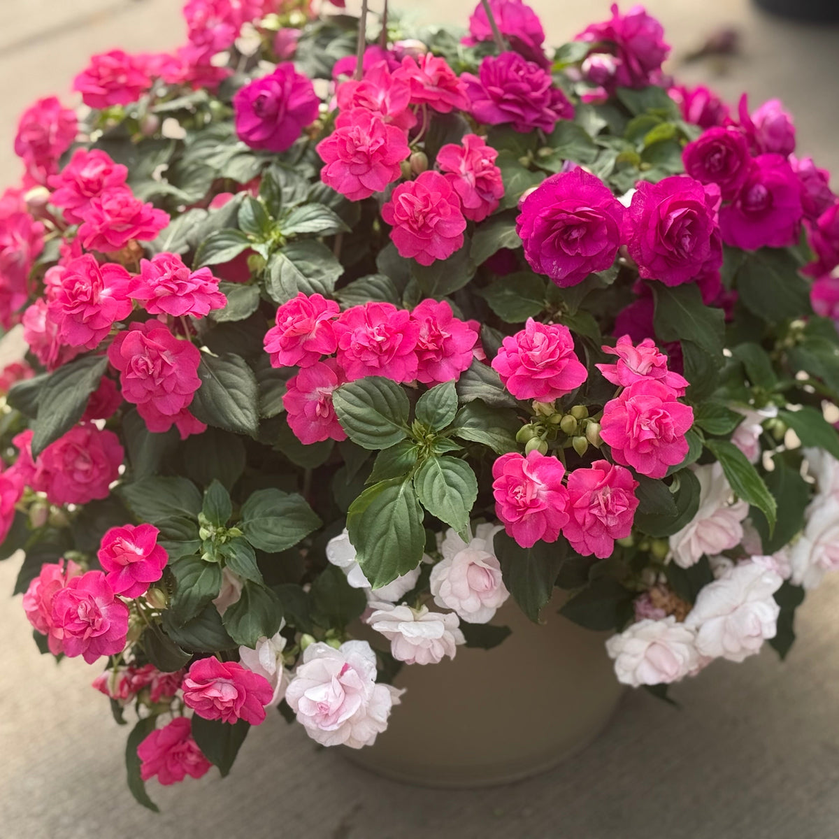 LG Hanging Basket 10"