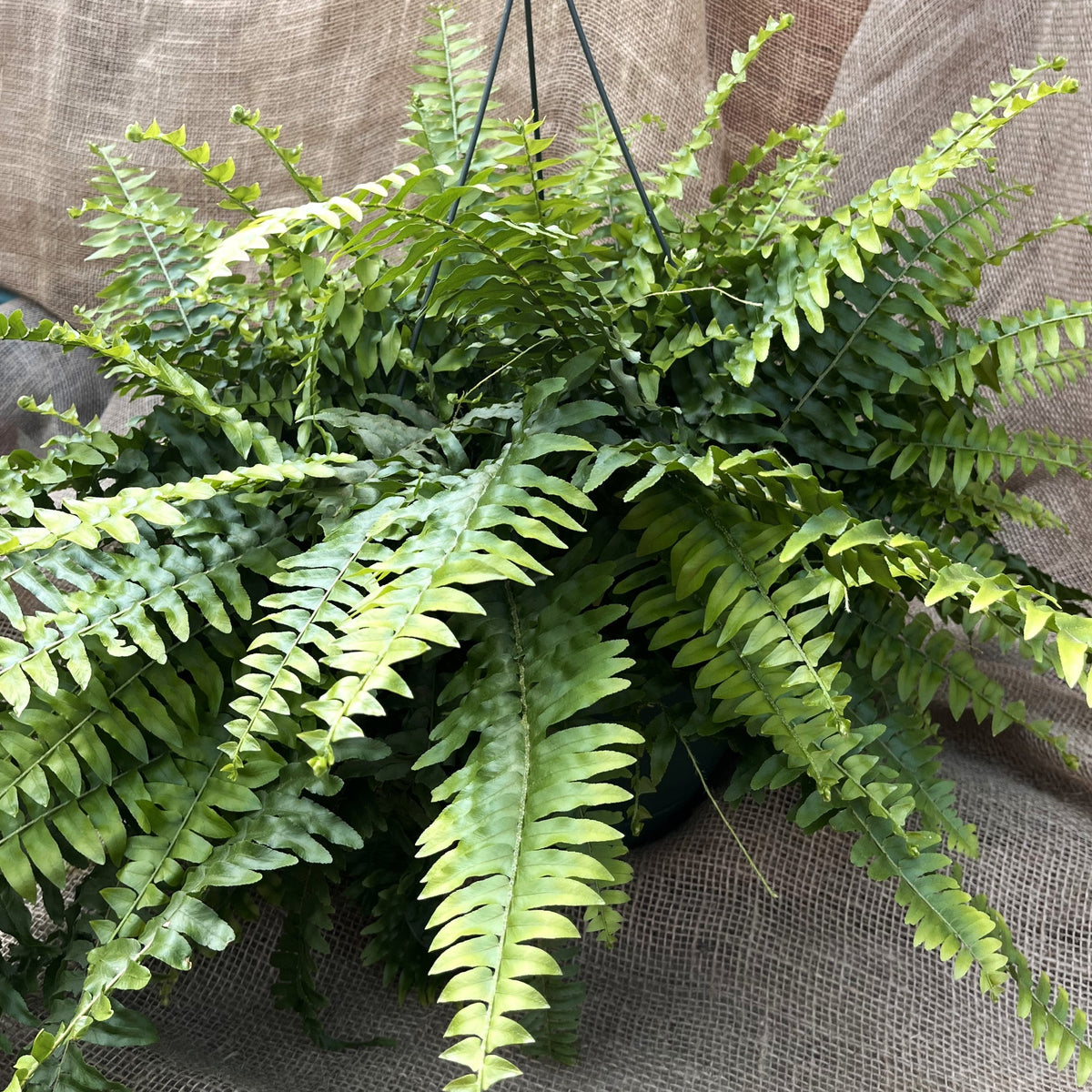 LG 10" Boston Fern HB