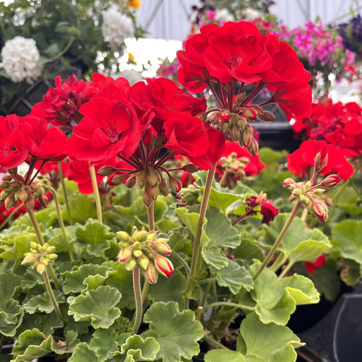 LG 8” Geranium