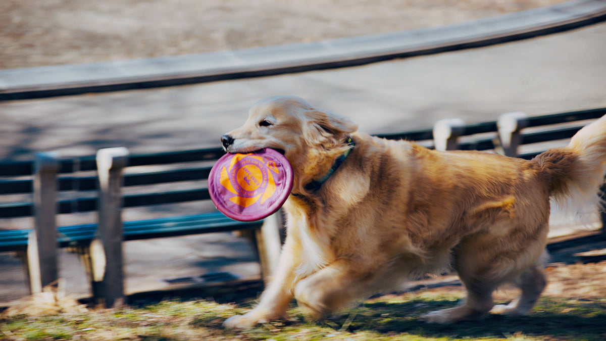 GOAT Sport Flyer Disc Dog Toy - Large