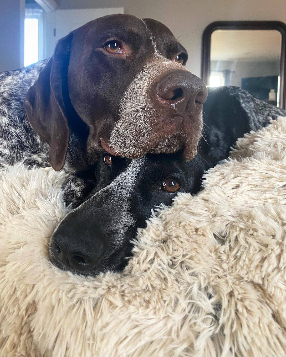 Tall Tails Khaki Waterproof Dog Blanket - 40" X 60"