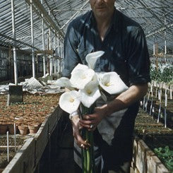 Historic American Hybrid Tuberous Begonia at Lowe's Greenhouse