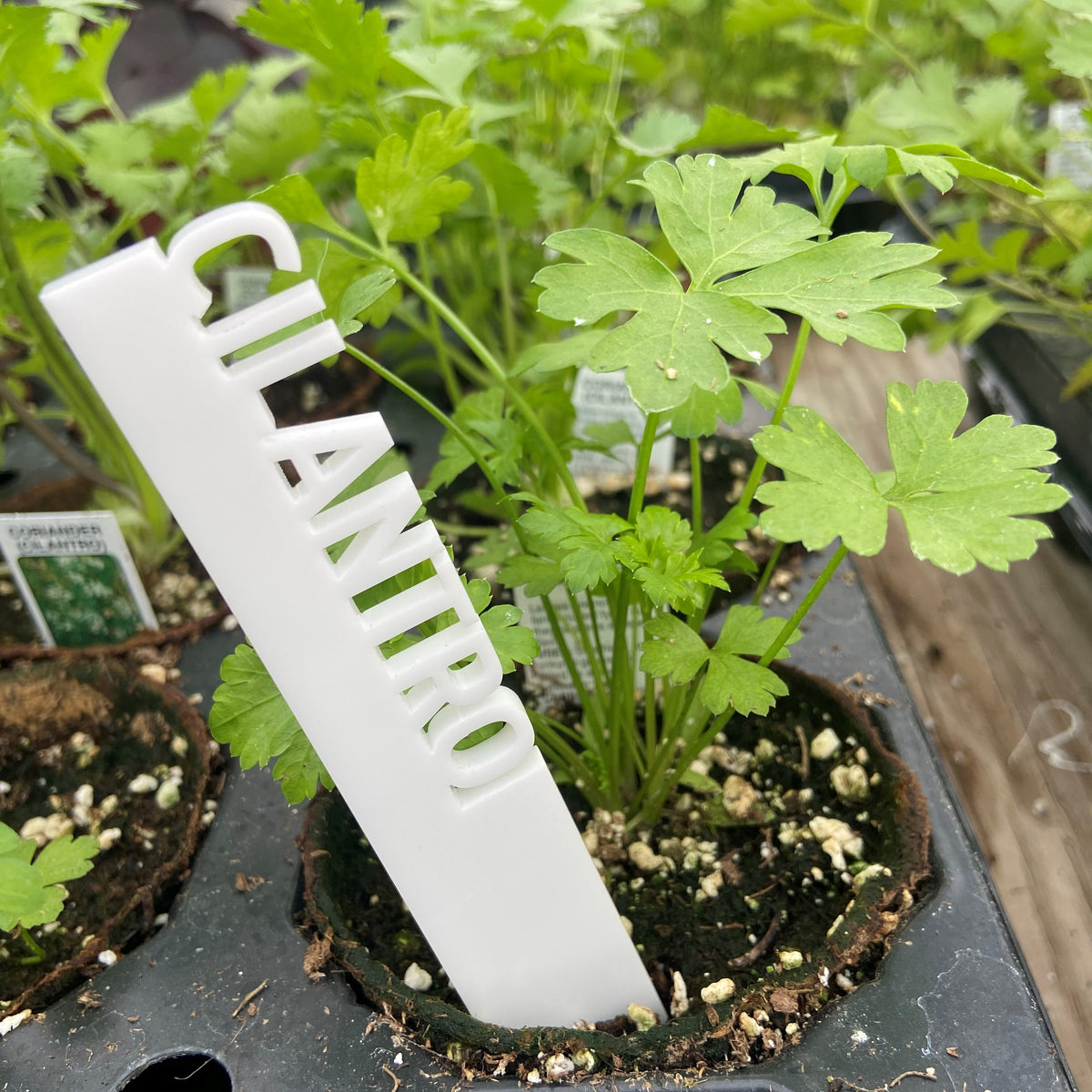 3" Vegetable/Herb