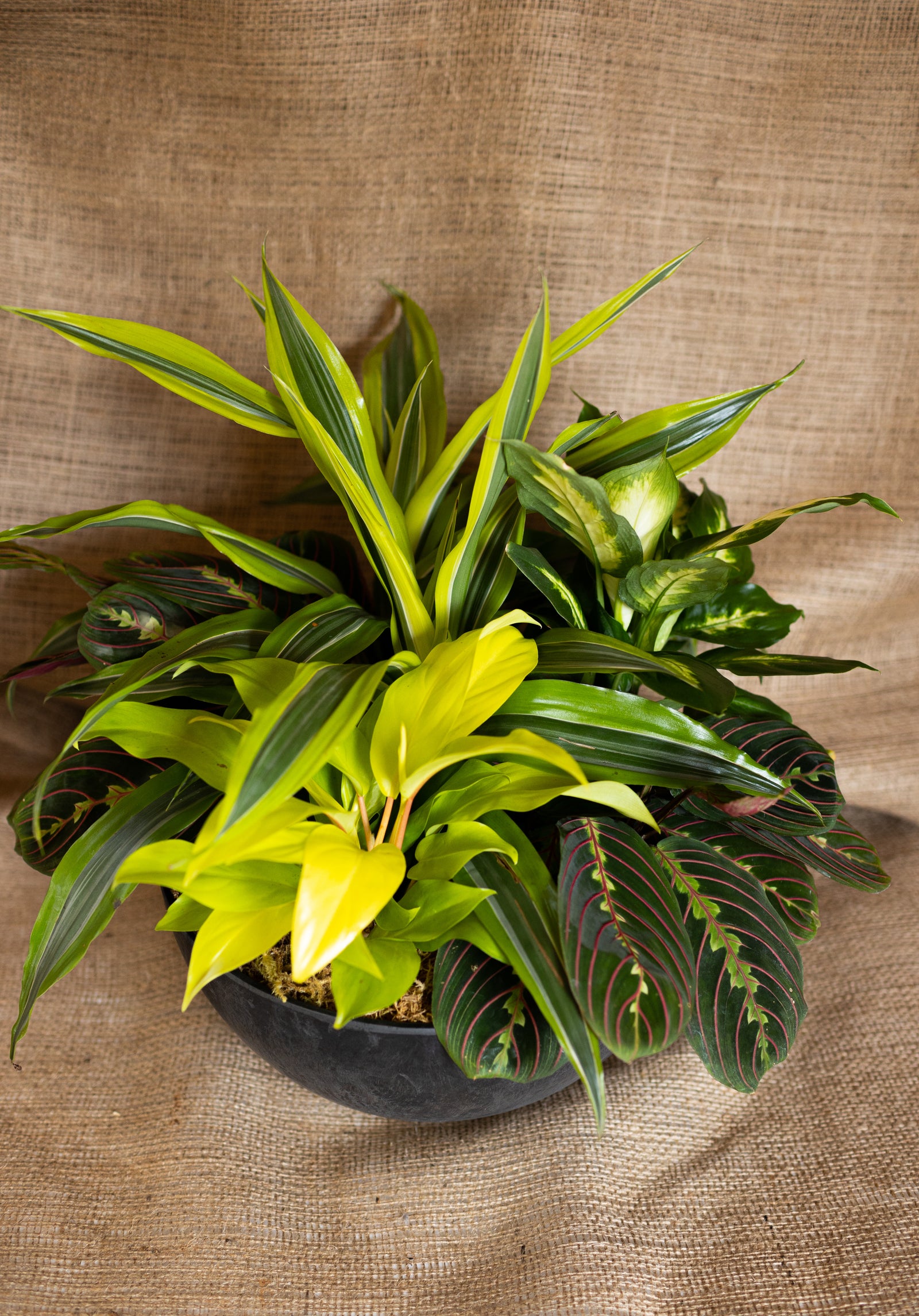 Market Garden Greenery