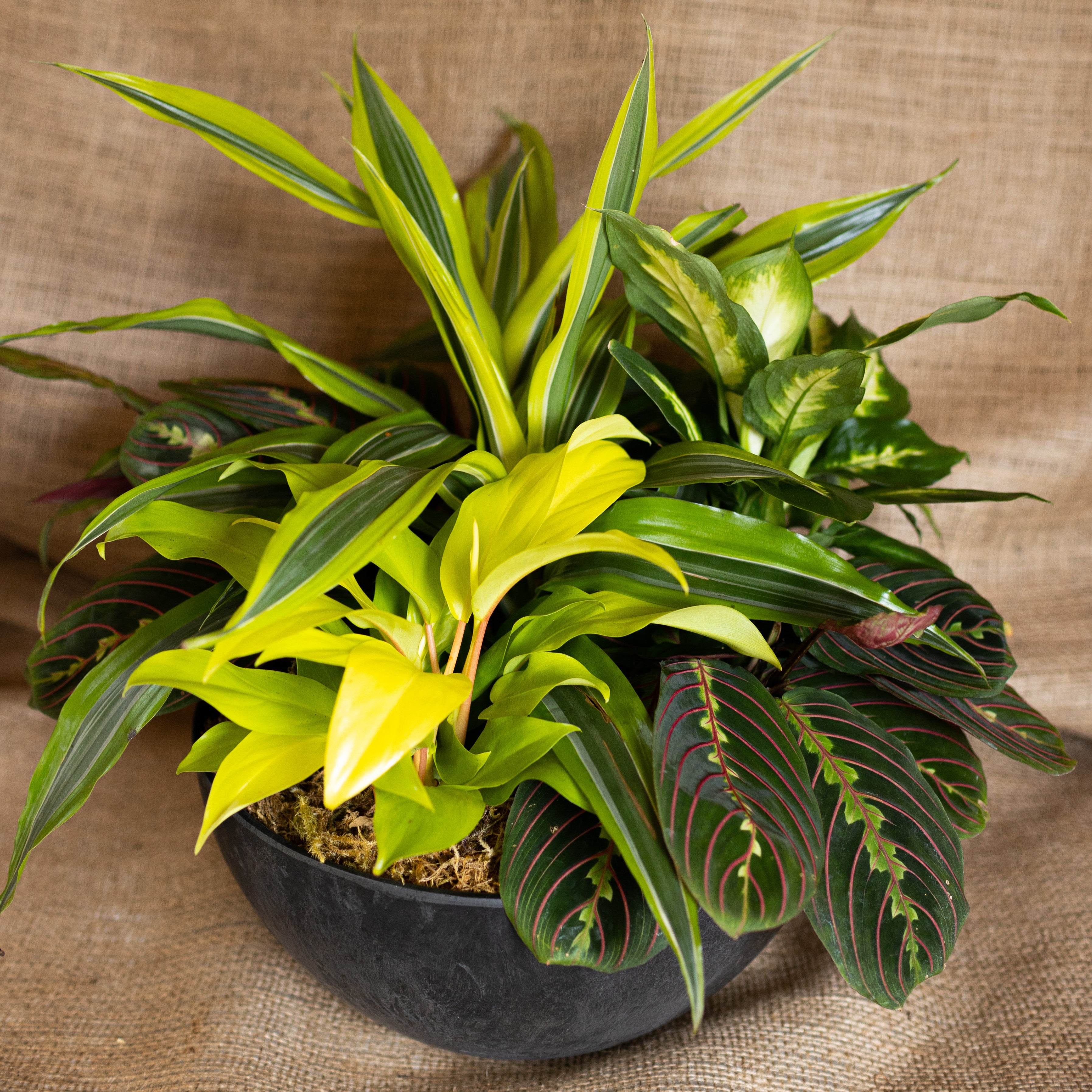 greenery potted plants Lowe's Greenhouse | Florist